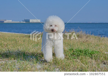 White dog toy poodle strolling in the seaside grassland White dog toy poodle strolling in the seaside grassland 102807551