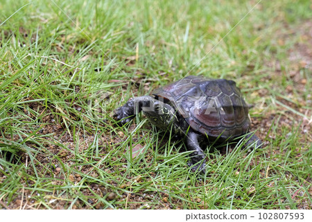 Black-backed turtle walking on the lawn Black-backed turtle walking on the lawn 102807593