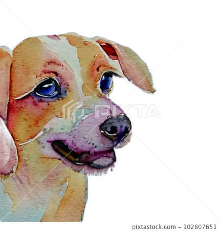 dog looking at something 102807651