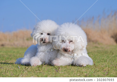 海邊草原上相互依偎的兩隻白狗玩具貴賓犬 102807693