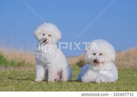 海邊草原上相互依偎的兩隻白狗玩具貴賓犬 102807732