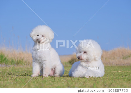 海邊草原上相互依偎的兩隻白狗玩具貴賓犬 102807733