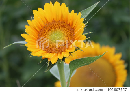 A cute sunflower flower that is looking forward to when it blooms 102807757