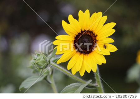 One size cute sunflower flower - 2 One size cute sunflower flower - 2 102807759