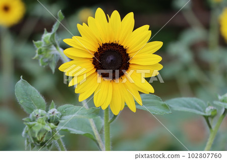 One size cute sunflower flower - 1 One size cute sunflower flower - 1 102807760