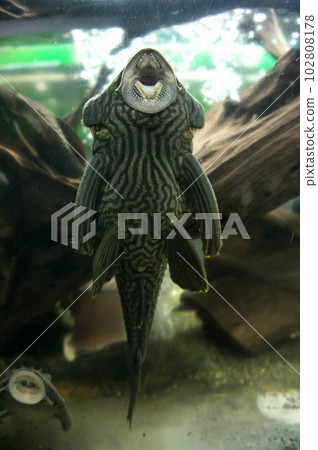 儲罐清潔器 Precostoms 102808178