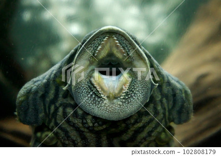 Cleaner of the aquarium, the mouth of Precostomus 102808179