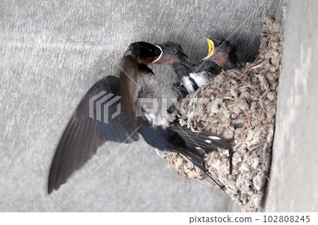 Parent swallow feeding a chick Parent swallow feeding a chick 102808245
