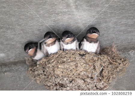 Swallow chick just before leaving the nest Swallow chick just before leaving the nest 102808259