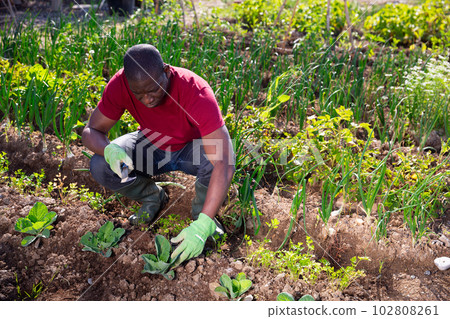 Successful african american male gardener with green onion Successful african american male gardener with green onion 102808261