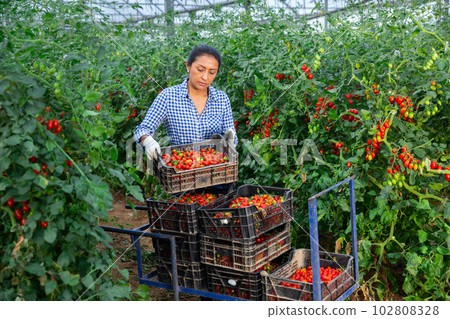 Positive latino woman harvesting fresh tomatoes in greenhouse Positive latino woman harvesting fresh tomatoes in greenhouse 102808328