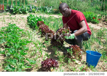 African american woman gardener during harvesting of lettuce African american woman gardener during harvesting of lettuce 102808340
