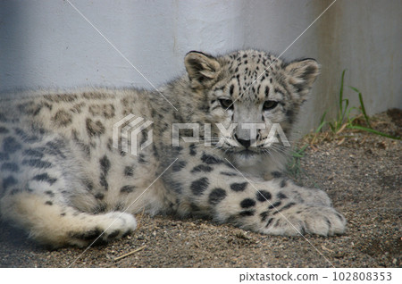 雪豹幼崽 雪豹幼崽 102808353