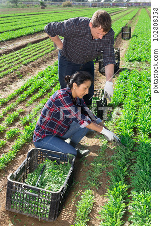 Farm owner gives instructions to the hired worker on the field 102808358