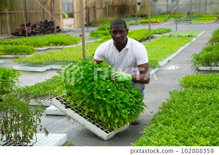 African american gardener caring for bell peppers 102808359