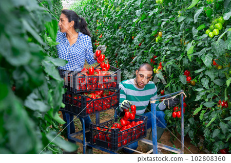 Two hispanic gardeners harvesting tomatoes in greenhouse 102808360