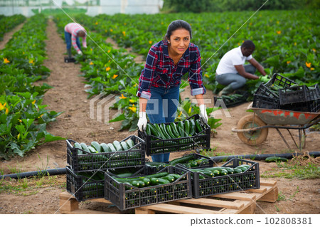 Latin woman helps man to harvest zucchini 102808381