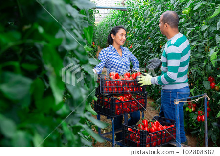 Hispanic horticulturists harvesting red tomatoes in greenhouse 102808382