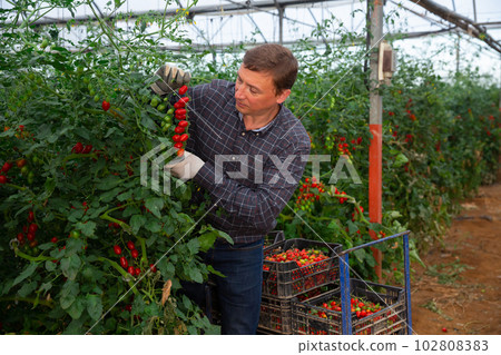 Happy farm owner picks red tomatoes in a greenhouse 102808383