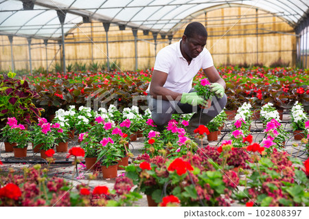 African american florist arranging potted Catharanthus roseus African american florist arranging potted Catharanthus roseus 102808397