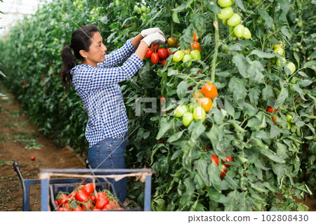 Latino woman harvests ripe red tomatoes in orangery Latino woman harvests ripe red tomatoes in orangery 102808430