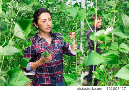 Colombian woman farmer harvesting bean in greenhouse Colombian woman farmer harvesting bean in greenhouse 102808437