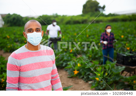 Latin american farmer in mask on zucchini plantation during harvest Latin american farmer in mask on zucchini plantation during harvest 102808440