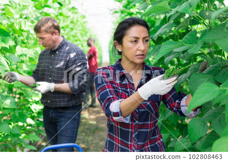 Female latino farmer harvests beans in a greenhouse Female latino farmer harvests beans in a greenhouse 102808463
