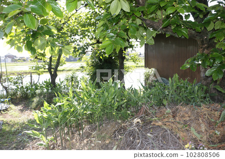 柿樹下的美代伽 102808506