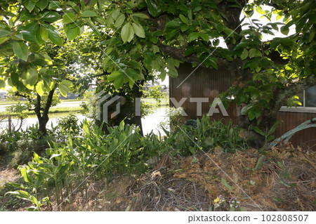 Miyoga under the persimmon tree 102808507
