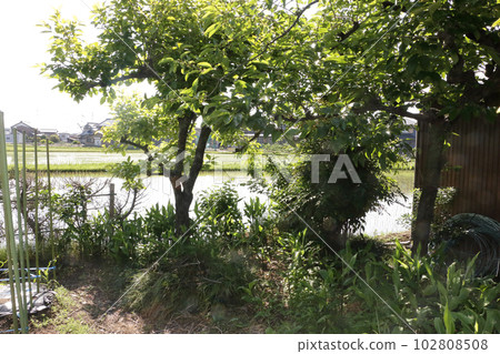Miyoga under the persimmon tree 102808508