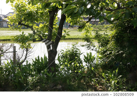 柿樹下的美代伽 102808509