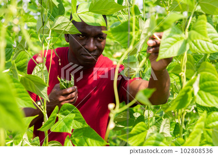 African american male gardener with beans in a greenhouse African american male gardener with beans in a greenhouse 102808536