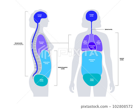 Body cavities poster 102808572
