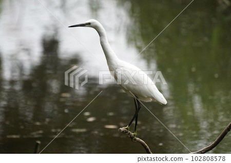 heron on a branch 102808578