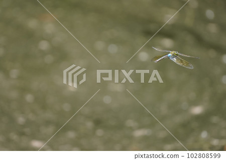 蜻蜓飛 102808599