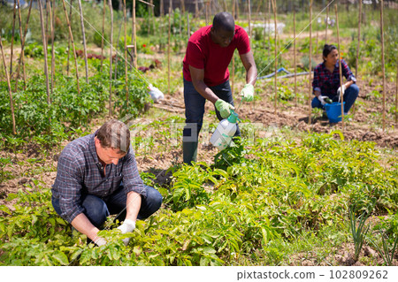 Gardeners during collect Colorado beetles from potatoe bushes 102809262