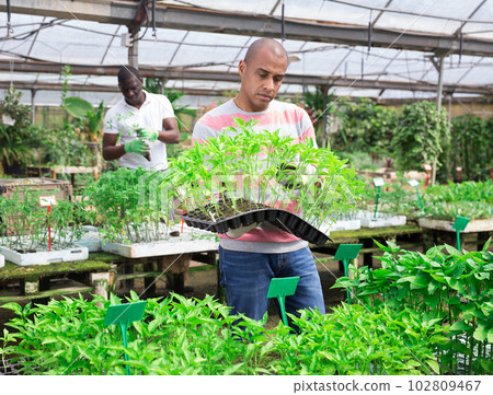 Latino man checking seedlings in garden center Latino man checking seedlings in garden center 102809467