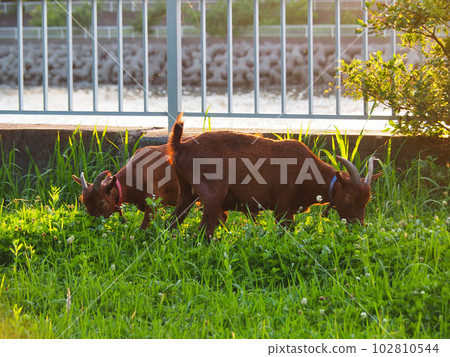 two goats weeding 102810544