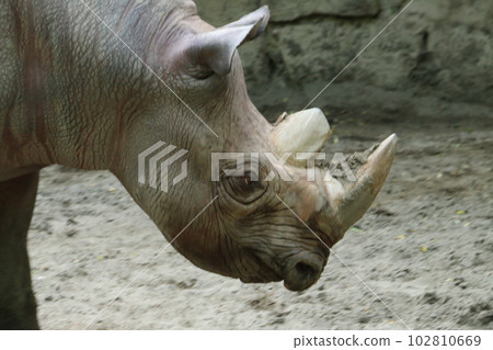 一頭黑犀牛悠閒而威嚴地行走 102810669