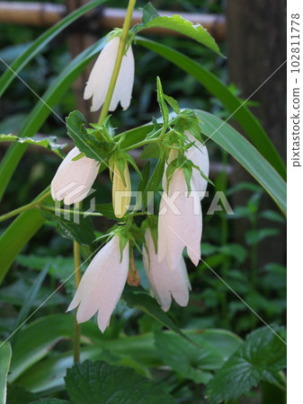 花竹花 花竹花 102811778