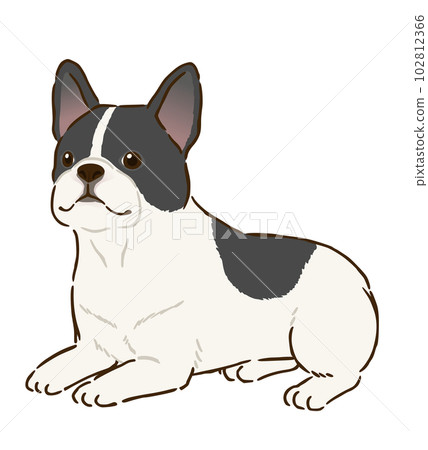 Lying French Bulldog (Pied) 102812366