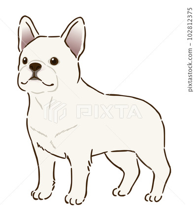 French bulldog (white) French bulldog (white) 102812375