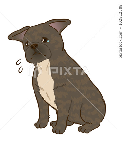 悲傷的法國鬥牛犬 (Brindle) 悲傷的法國鬥牛犬 (Brindle) 102812388