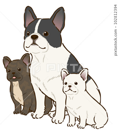 Parent and child of French bulldog of various coat colors 102812394