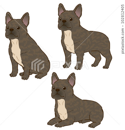French bulldog (brindle) in various postures 102812405