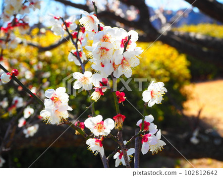 Plum blossoms at Taura Plum Village 102812642