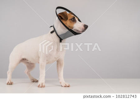 Jack Russell Terrier dog in plastic cone after surgery. Copy space. Jack Russell Terrier dog in plastic cone after surgery. Copy space. 102812743