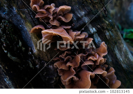 A clump of young fungus growing on an old stump 102813145