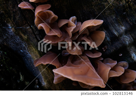 A clump of young fungus growing on an old stump 102813146